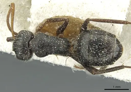 Camponotus brasiliensis specimen CASENT0911723 image casent0911723_1