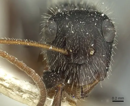 Camponotus brasiliensis specimen CASENT0911723 image casent0911723_2