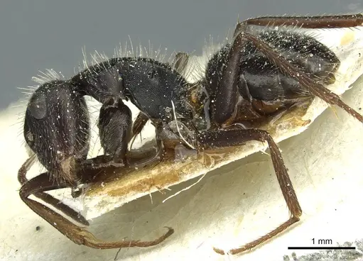 Camponotus brasiliensis specimen CASENT0911723 image casent0911723_3