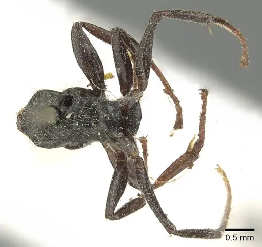 Camponotus brasiliensis specimen CASENT0915783 image casent0915783_1