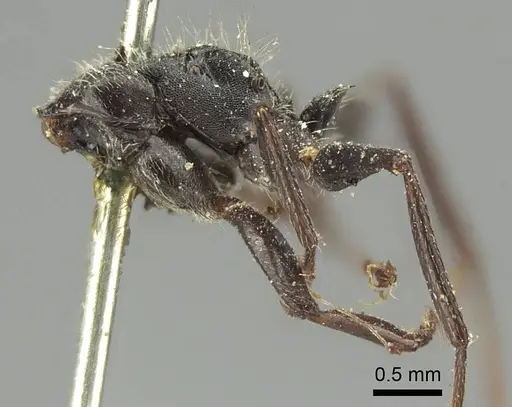 Camponotus brasiliensis specimen CASENT0915783 image casent0915783_2