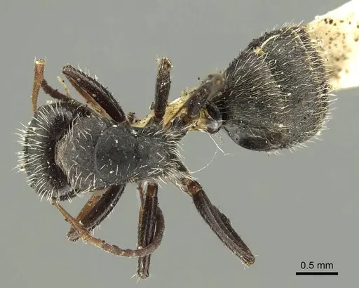 Camponotus brasiliensis specimen CASENT0915784 image casent0915784_1