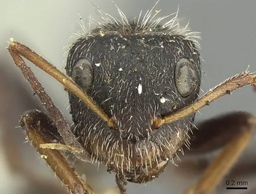 Camponotus brasiliensis specimen CASENT0915784 image casent0915784_2