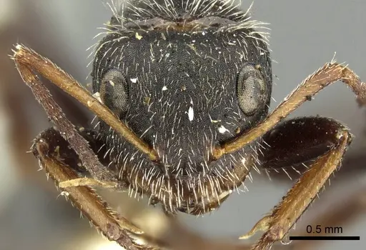 Camponotus brasiliensis specimen CASENT0915784 image casent0915784_3