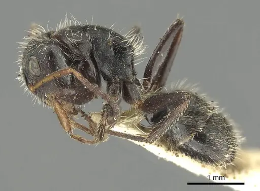Camponotus brasiliensis specimen CASENT0915784 image casent0915784_4