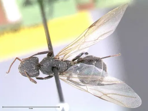 Camponotus brasiliensis specimen FOCOL0430 image focol0430_1