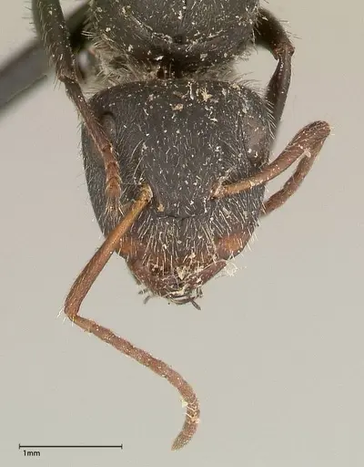 Camponotus brasiliensis specimen FOCOL0430 image focol0430_2