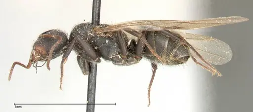 Camponotus brasiliensis specimen FOCOL0430 image focol0430_3