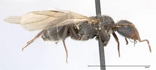 Camponotus brasiliensis specimen FOCOL0430 image focol0430_4