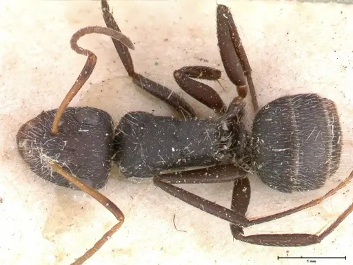 Camponotus brasiliensis specimen FOCOL0431 image focol0431_1