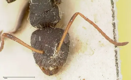 Camponotus brasiliensis specimen FOCOL0431 image focol0431_2