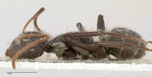 Camponotus brasiliensis specimen FOCOL0431 image focol0431_3