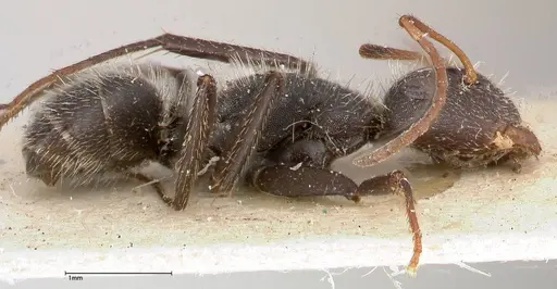Camponotus brasiliensis specimen FOCOL0431 image focol0431_4