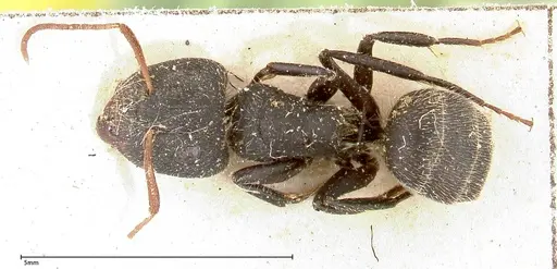 Camponotus brasiliensis specimen FOCOL0432 image focol0432_1