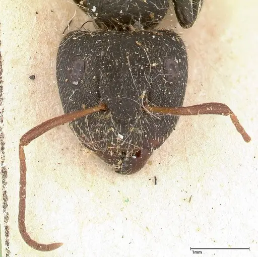 Camponotus brasiliensis specimen FOCOL0432 image focol0432_2