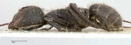 Camponotus brasiliensis specimen FOCOL0432 image focol0432_3
