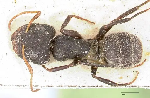 Camponotus brasiliensis specimen FOCOL0433 image focol0433_1