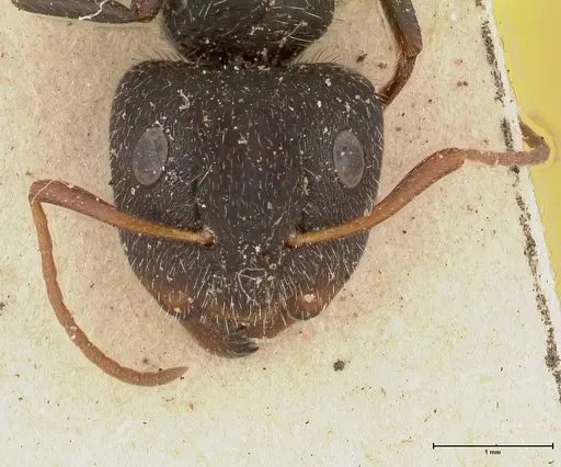 Camponotus brasiliensis specimen FOCOL0433 image focol0433_2