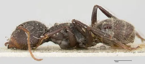 Camponotus brasiliensis specimen FOCOL0433 image focol0433_3