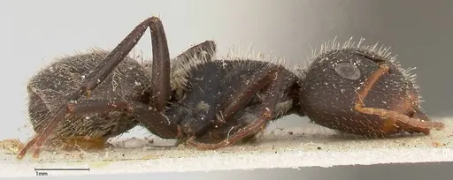 Camponotus brasiliensis specimen FOCOL0433 image focol0433_4