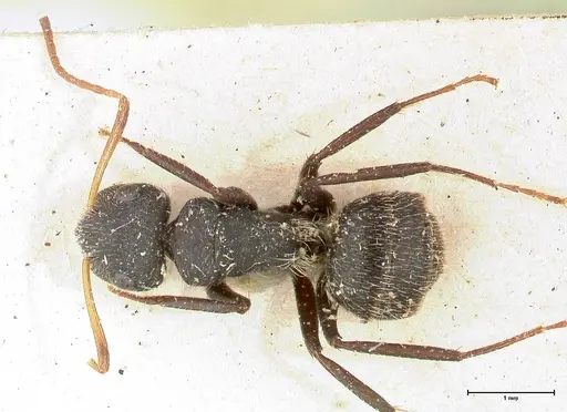 Camponotus brasiliensis specimen FOCOL0434 image focol0434_1