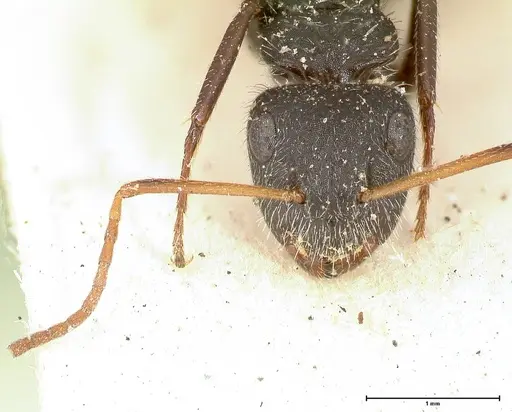 Camponotus brasiliensis specimen FOCOL0434 image focol0434_2
