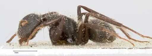 Camponotus brasiliensis specimen FOCOL0434 image focol0434_3