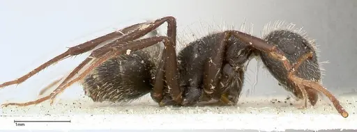 Camponotus brasiliensis specimen FOCOL0434 image focol0434_4