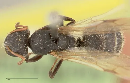 Camponotus brasiliensis specimen FOCOL0435 image focol0435_1
