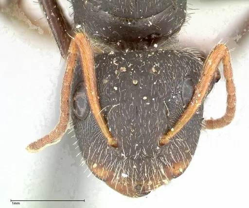 Camponotus brasiliensis specimen FOCOL0435 image focol0435_2