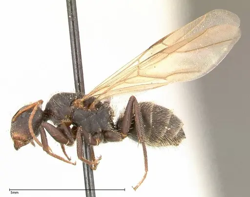 Camponotus brasiliensis specimen FOCOL0435 image focol0435_3