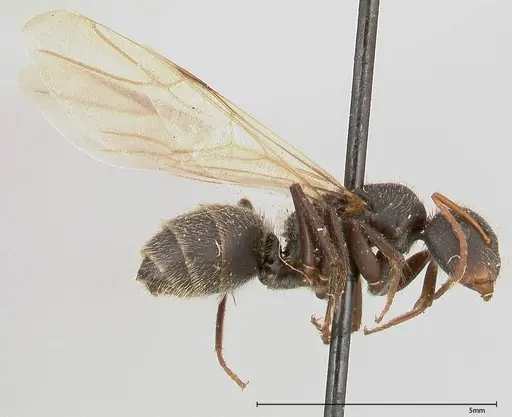 Camponotus brasiliensis specimen FOCOL0435 image focol0435_4