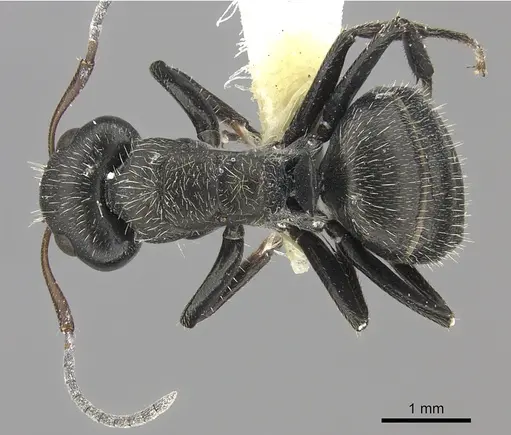 Camponotus brasiliensis specimen INBIOCRI002280853 image inbiocri002280853_1