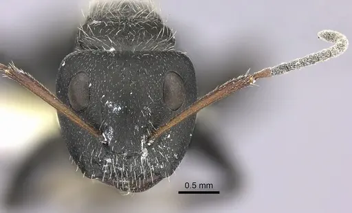 Camponotus brasiliensis specimen INBIOCRI002280853 image inbiocri002280853_2