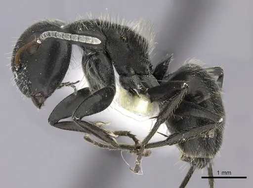 Camponotus brasiliensis specimen INBIOCRI002280853 image inbiocri002280853_3