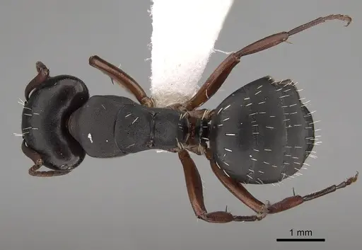 Camponotus braunsi specimen CASENT0280289 image casent0280289_1