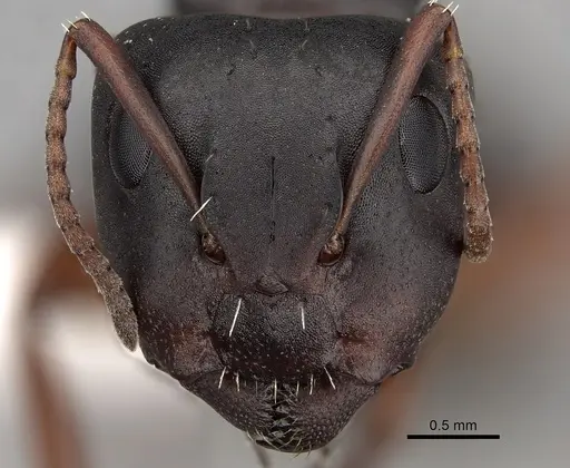 Camponotus braunsi specimen CASENT0280289 image casent0280289_2