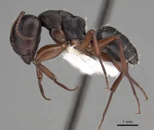 Camponotus braunsi specimen CASENT0280289 image casent0280289_3