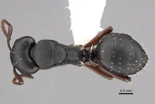 Camponotus braunsi specimen CASENT0280290 image casent0280290_1