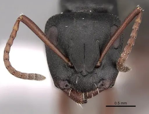 Camponotus braunsi specimen CASENT0280290 image casent0280290_2