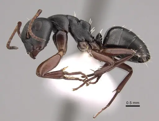 Camponotus braunsi specimen CASENT0280290 image casent0280290_3