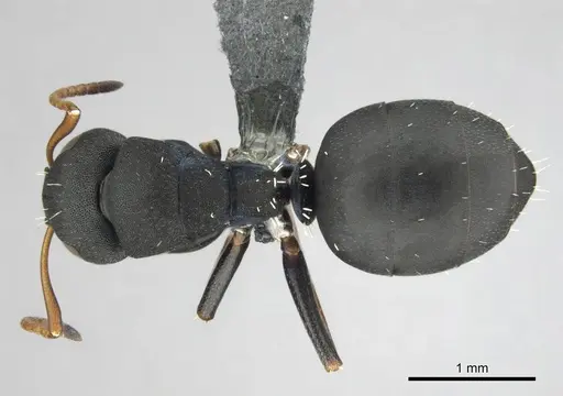 Camponotus braunsi specimen CASENT0814443 image casent0814443_1