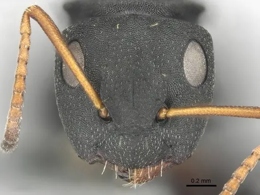 Camponotus braunsi specimen CASENT0814443 image casent0814443_2