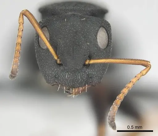 Camponotus braunsi specimen CASENT0814443 image casent0814443_3