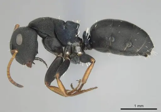 Camponotus braunsi specimen CASENT0814443 image casent0814443_4