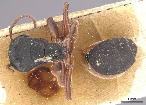 Camponotus braunsi specimen CASENT0905435 image casent0905435_1