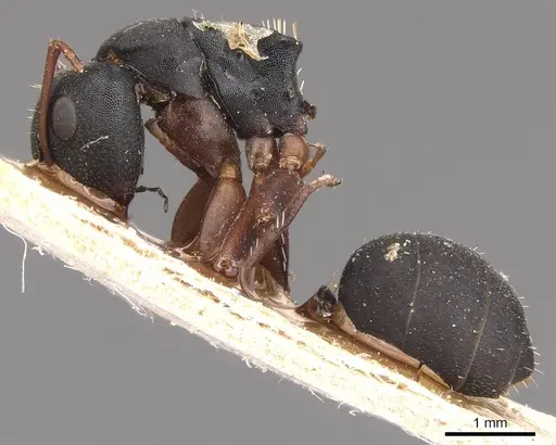 Camponotus braunsi specimen CASENT0905435 image casent0905435_3