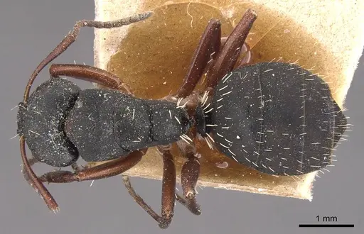 Camponotus braunsi specimen CASENT0905436 image casent0905436_1