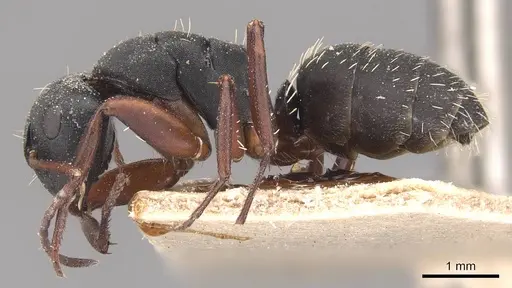 Camponotus braunsi specimen CASENT0905436 image casent0905436_3