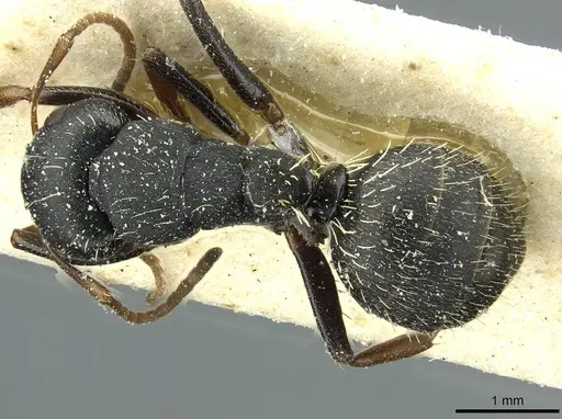 Camponotus braunsi specimen CASENT0911716 image casent0911716_1